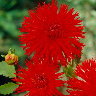 Dalia - Apache - GIGA paczka! - 50 szt.
