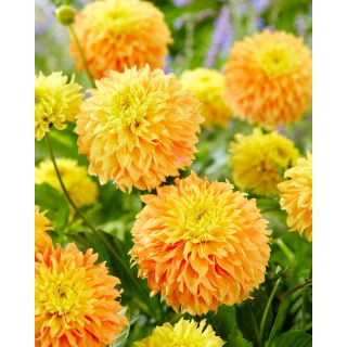 Dalia - Deep Impact - GIGA paczka! - 50 szt.
