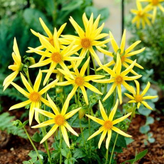 Dalia - Honka - GIGA paczka! - 50 szt.
