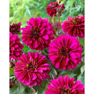 Dalia - Purple Haze - GIGA paczka! - 50 szt.
