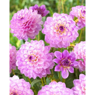 Dalia - Blue Wish - GIGA paczka! - 50 szt.