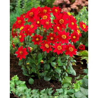 Dalia - Topmix Reddy - GIGA paczka! - 50 szt.