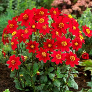 Dalia - Topmix Reddy - GIGA paczka! - 50 szt.