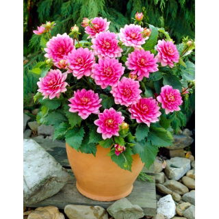 Dalia - Bluesette - GIGA paczka! - 50 szt.