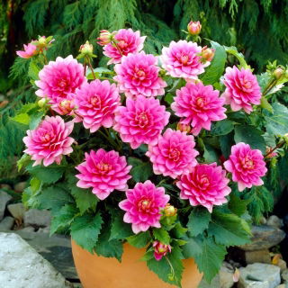 Dalia - Bluesette - GIGA paczka! - 50 szt.