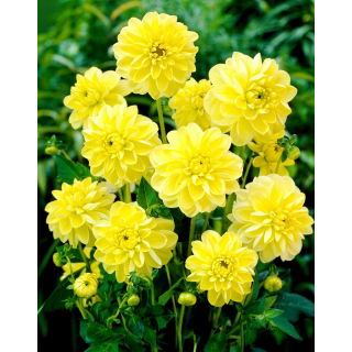 Dalia - Glory of Heemstede - GIGA paczka! - 50 szt.