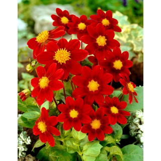 Dalia - Firebird - GIGA paczka! - 50 szt.