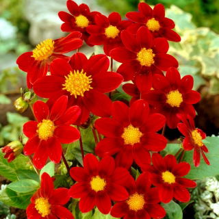 Dalia - Firebird - GIGA paczka! - 50 szt.