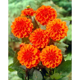 Dalia - Orange Nugget - GIGA paczka! - 50 szt.