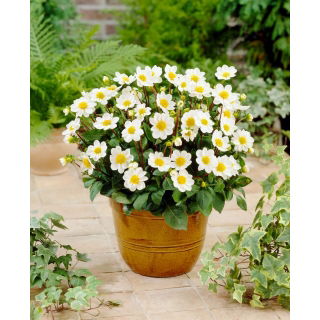 Dalia - Topmix White - GIGA paczka! - 50 szt.