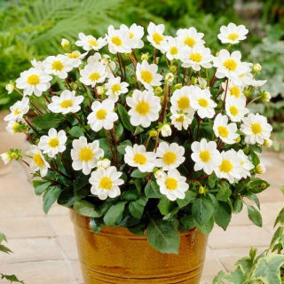 Dalia - Topmix White - GIGA paczka! - 50 szt.