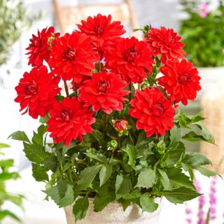 Dalia - Heatwave - GIGA paczka! - 50 szt.