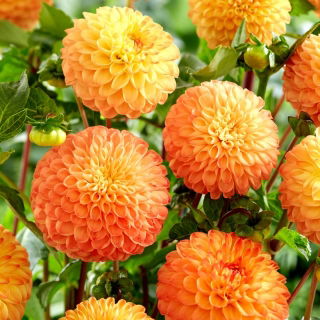 Dalia - Souvenir d'Ete - GIGA paczka! - 50 szt.