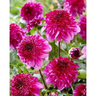 Dalia - Richards Fortune - GIGA paczka! - 50 szt.