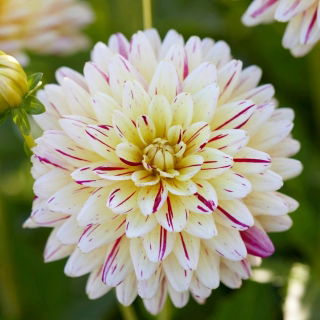 Dalia - Creme Silence - GIGA paczka! - 50 szt.