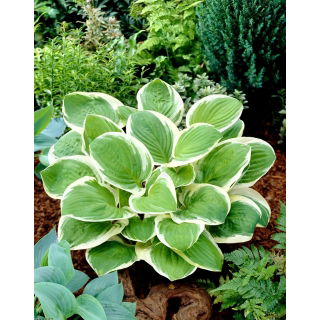 Funkia - Hosta Diana Remembered - duży kwiat - GIGA paczka! - 50 szt.