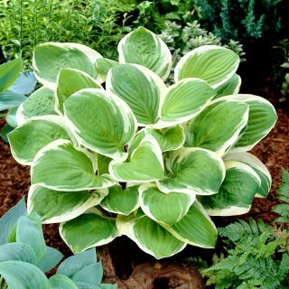 Funkia - Hosta Diana Remembered - duży kwiat - GIGA paczka! - 50 szt.