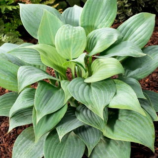 Funkia - Hosta Fragrant Blue - pachnąca - GIGA paczka! - 50 szt.