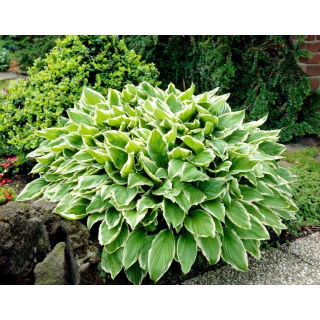 Funkia - Hosta Albomarginata - GIGA paczka! - 50 szt.