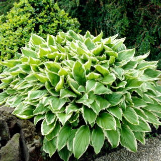 Funkia - Hosta Albomarginata - GIGA paczka! - 50 szt.