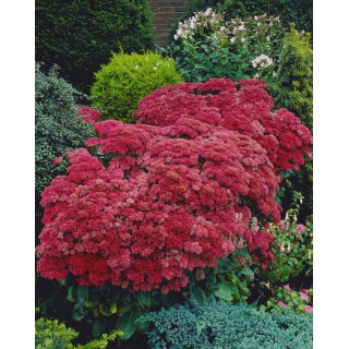 Rozchodnik Munstead Dark Red - Sedum - sadzonka - GIGA paczka! - 50 szt.