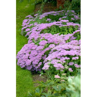 Rozchodnik Vera Jameson - Sedum - sadzonka - GIGA paczka! - 50 szt.