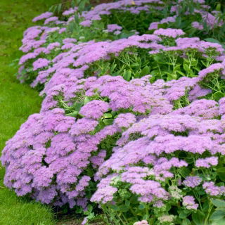 Rozchodnik Vera Jameson - Sedum - sadzonka - GIGA paczka! - 50 szt.