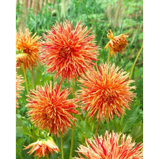 Dalia - Rejman's Firecracker - GIGA paczka! - 50 szt.