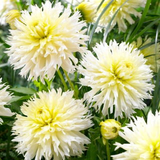 Dalia - Ice Crystal - GIGA paczka! - 50 szt.