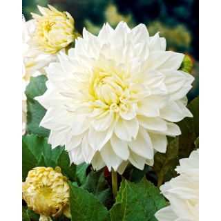 Dalia - White Perfection - duża paczka! - 10 szt.