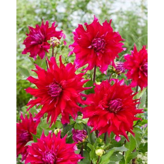 Dalia - Jocondo