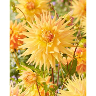 Dalia - Penhill Autumn Shade - GIGA paczka! - 50 szt.