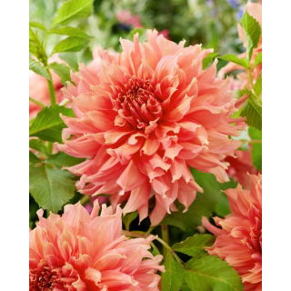 Dalia - Fairway Spur