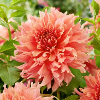 Dalia - Fairway Spur