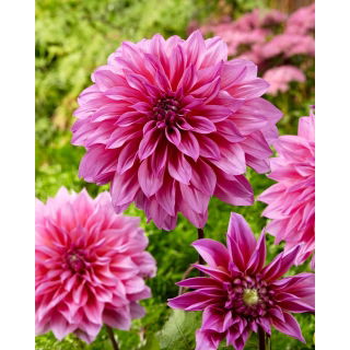 Dalia - Arthur Hambley - GIGA paczka! - 50 szt.