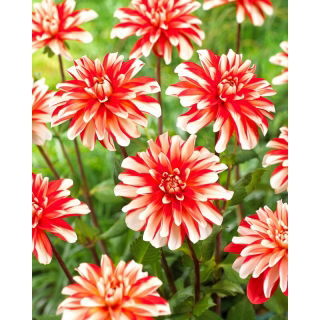 Dalia - Dynamite - GIGA paczka! - 50 szt.