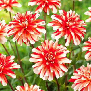 Dalia - Dynamite - GIGA paczka! - 50 szt.