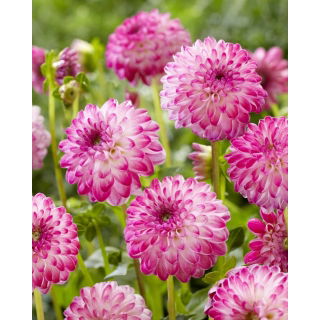 Dalia - Pink Isa - duża paczka! - 10 szt.