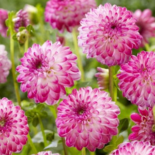 Dalia - Pink Isa - GIGA paczka! - 50 szt.