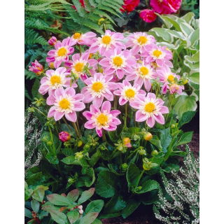 Dalia - Impression Famoso - GIGA paczka! - 50 szt.