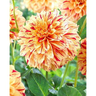 Dalia - Painted Madam
