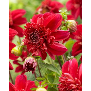 Dalia - Inca - GIGA paczka! - 50 szt.
