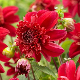 Dalia - Inca