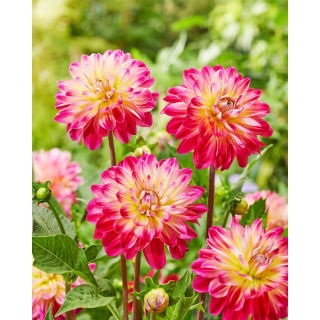 Dalia - Double Shine - GIGA paczka! - 50 szt.