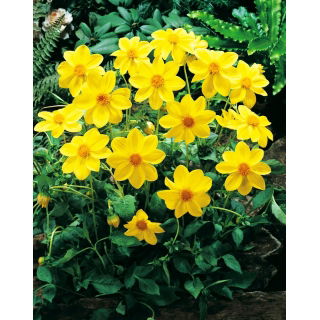 Dalia - Yellow Sneezy - duża paczka! - 10 szt.