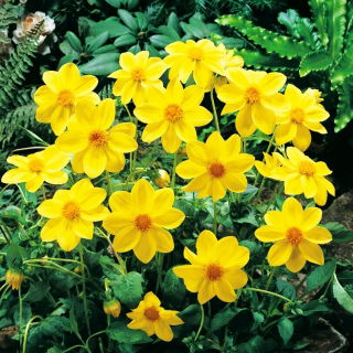 Dalia - Yellow Sneezy - GIGA paczka! - 50 szt.