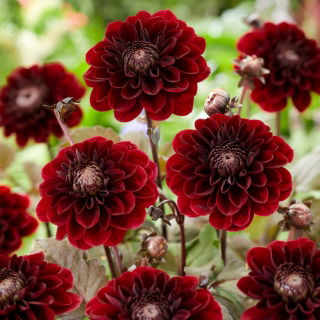 Dalia - Ziva