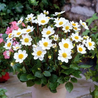 Dalia - Topmix Bambino - GIGA paczka! - 50 szt.