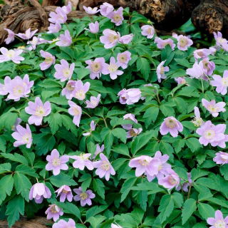 Zawilec gajowy Robinsoniana - 1 szt.