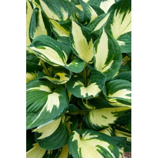 Funkia - Hosta Colored Hulk - duża paczka! - 10 szt.